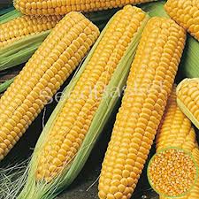 Indian Yellow Maize